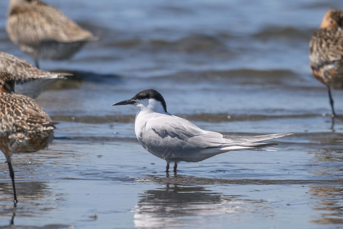 Common Tern - Yuya Okuzaki