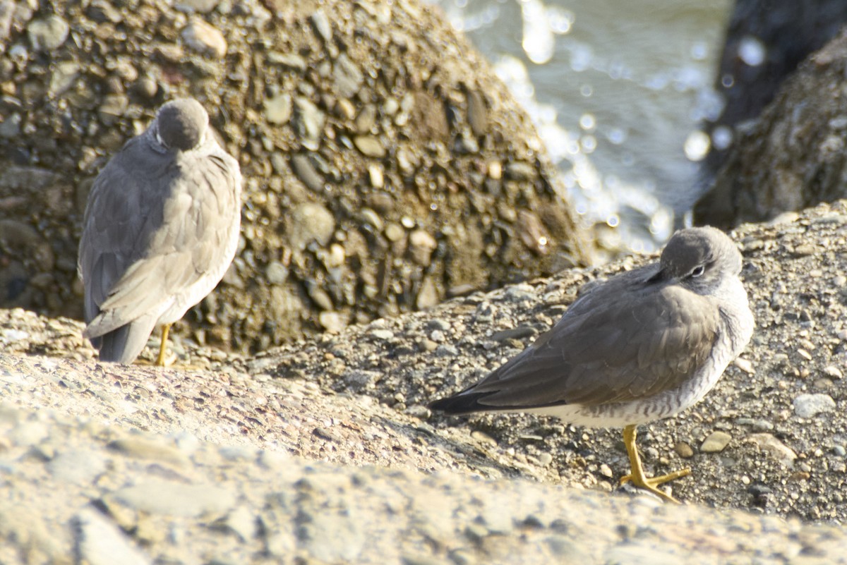 Gray-tailed Tattler - ML618806119