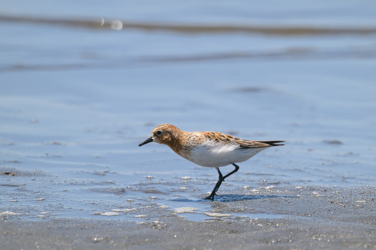 Red-necked Stint - Yuya Okuzaki