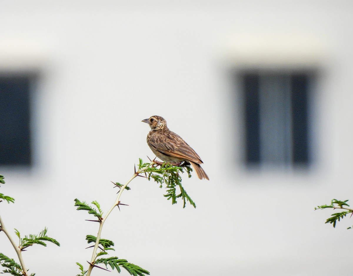 Jerdon's Bushlark - Shree Raksha