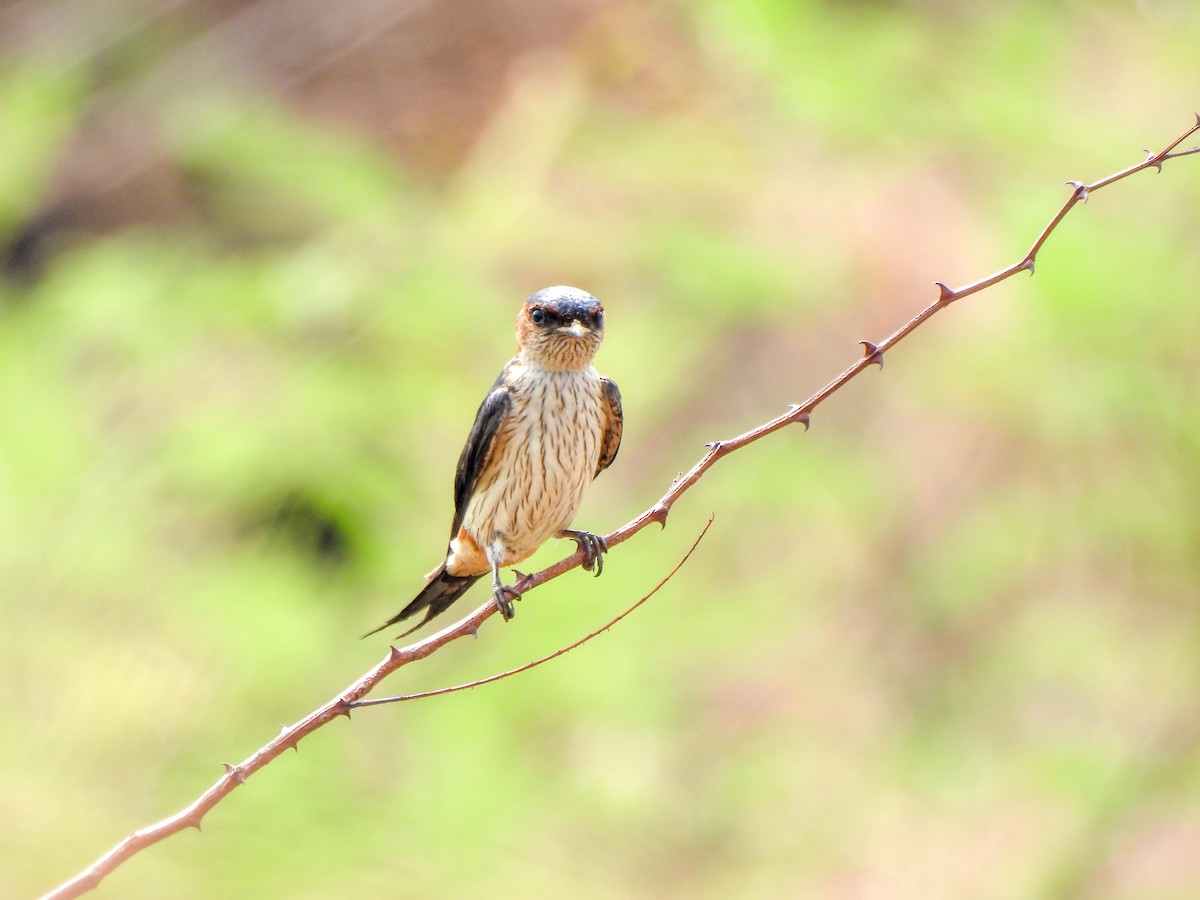 Red-rumped Swallow - Shree Raksha