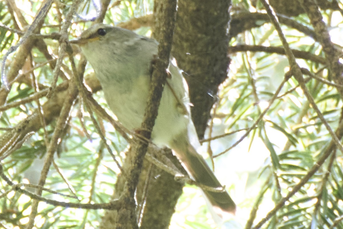 Japanese Bush Warbler - Shigure's Admiral