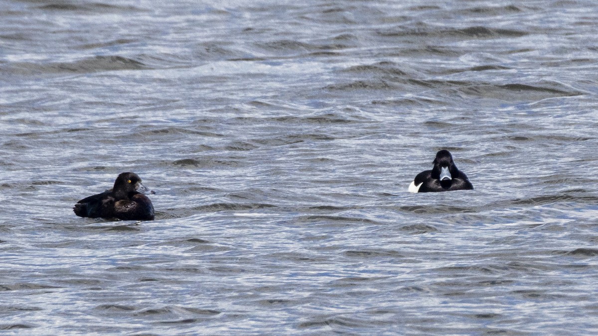 Tufted Duck - Yehiel Engel