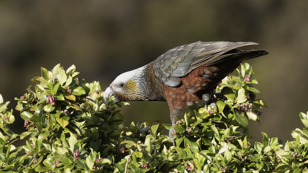 New Zealand Kaka - Markus Craig