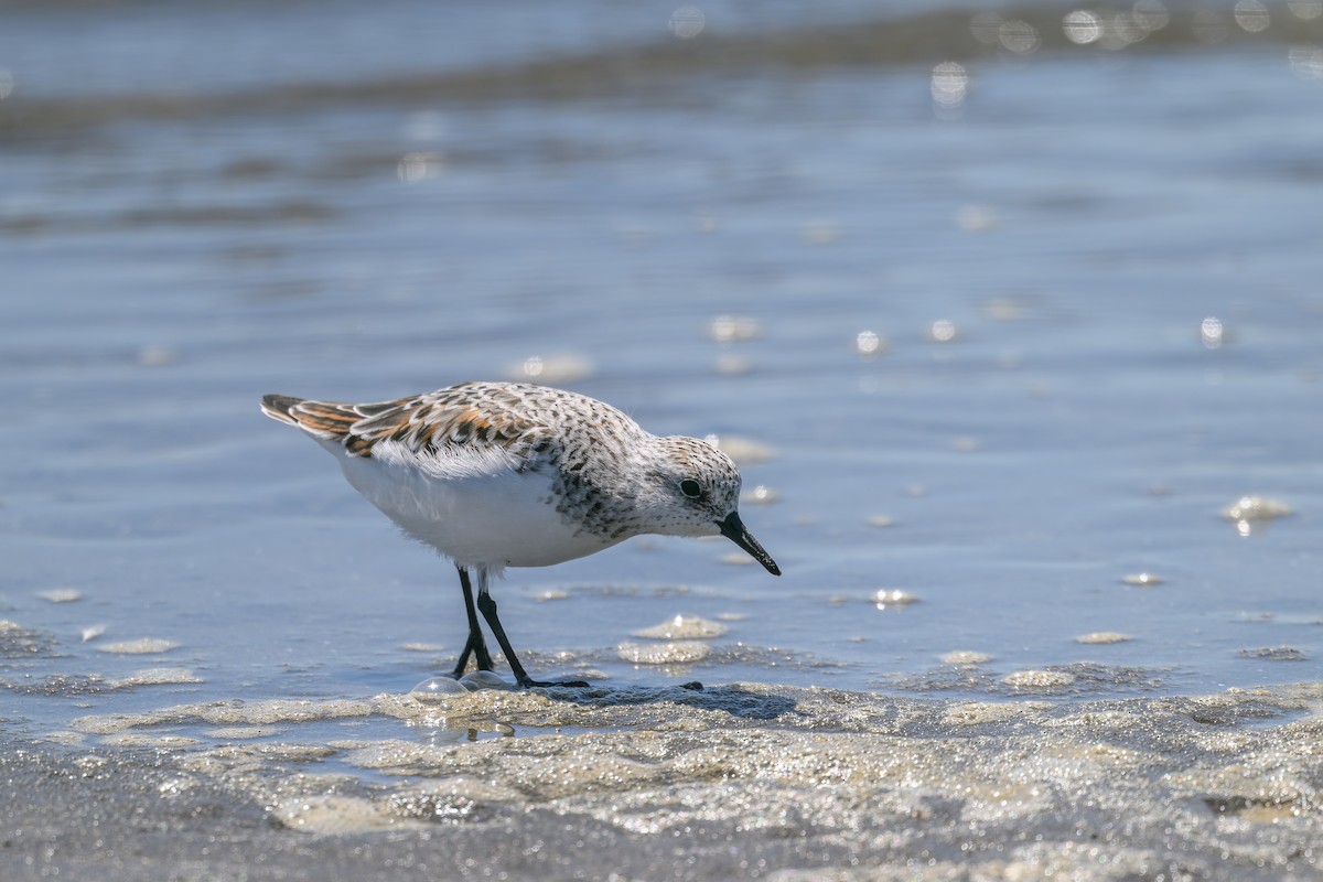 Sanderling - Yuya Okuzaki