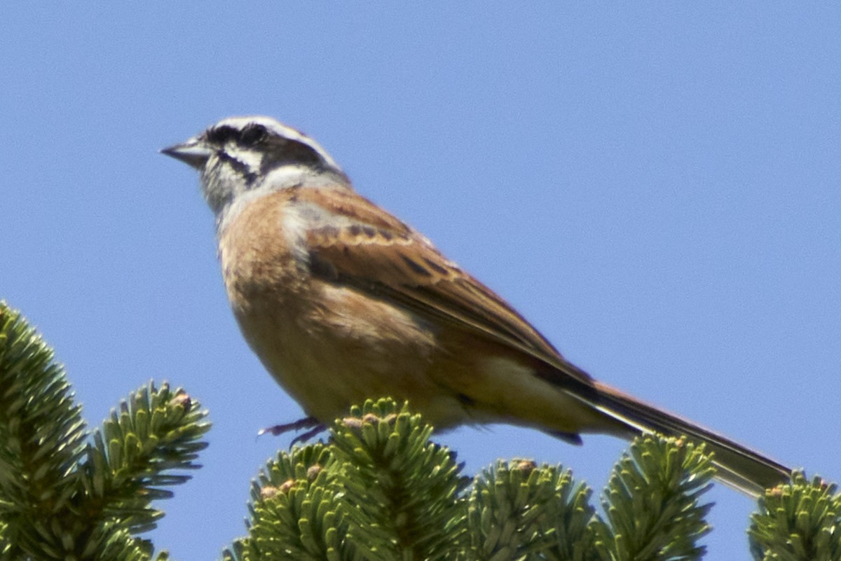 Meadow Bunting - ML618806154