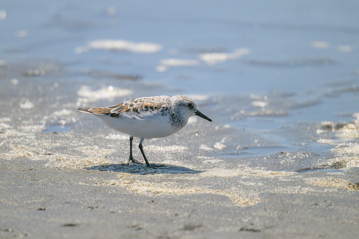 Sanderling - Yuya Okuzaki