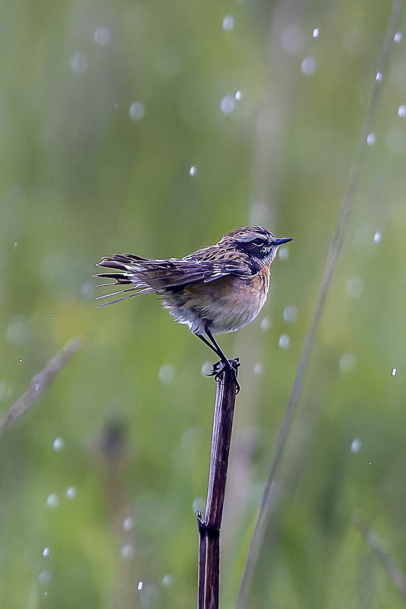 Whinchat - Jack Crowe