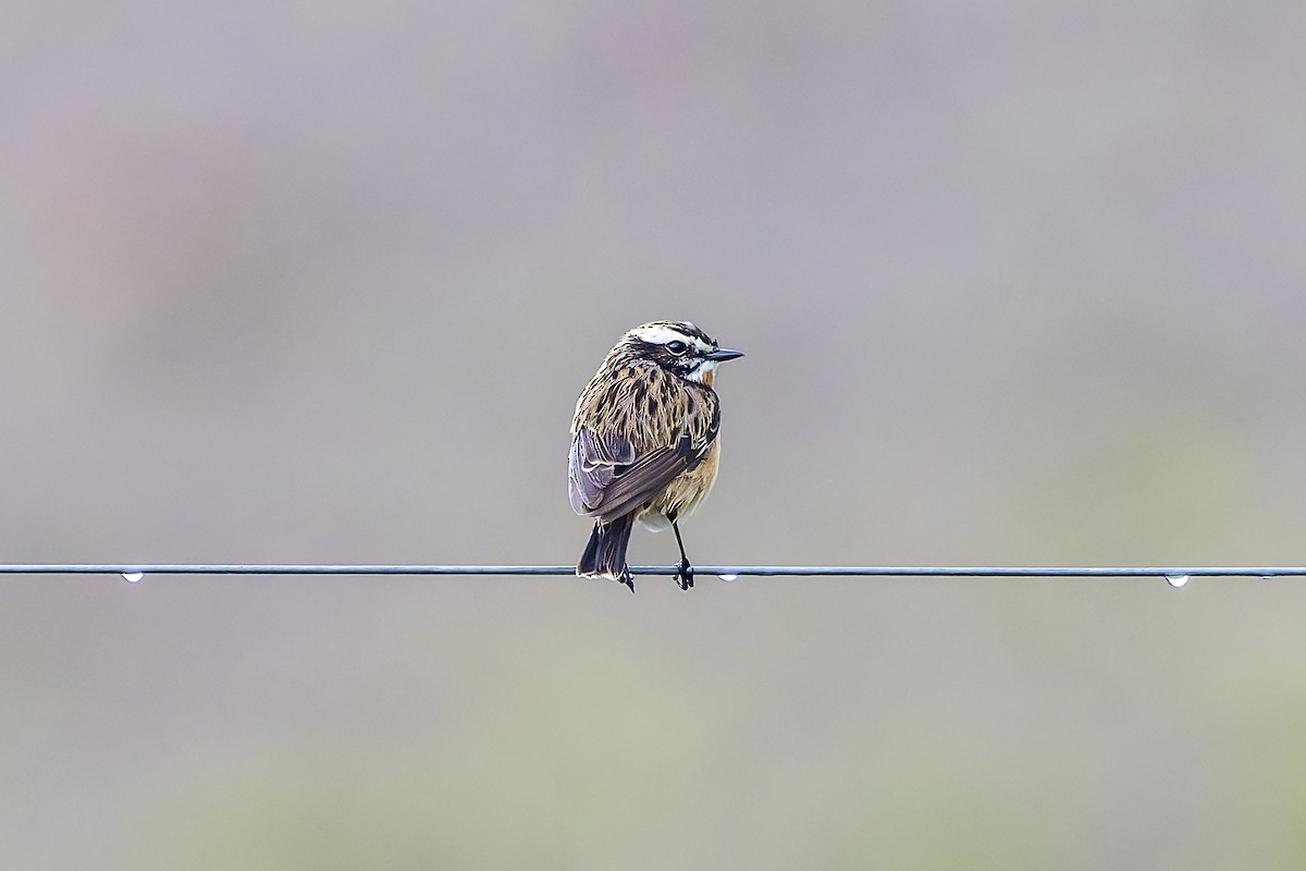 Whinchat - Jack Crowe