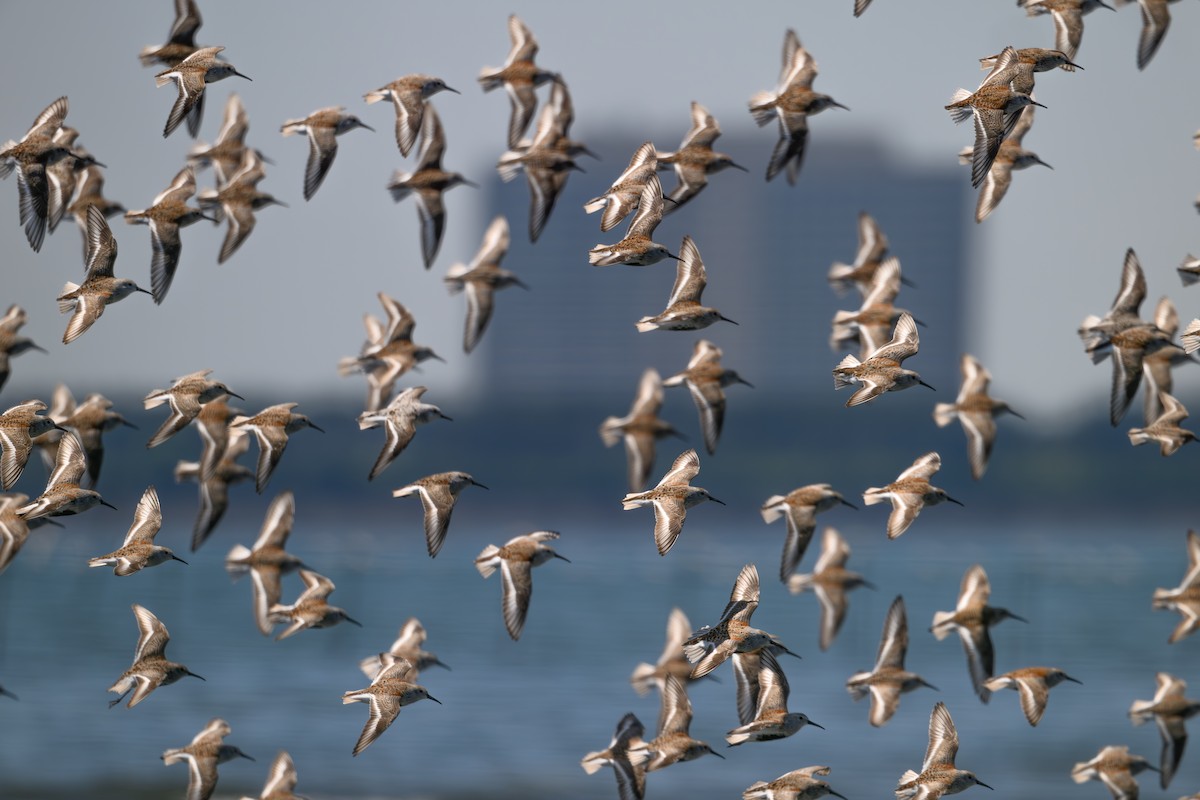 Dunlin - Yuya Okuzaki