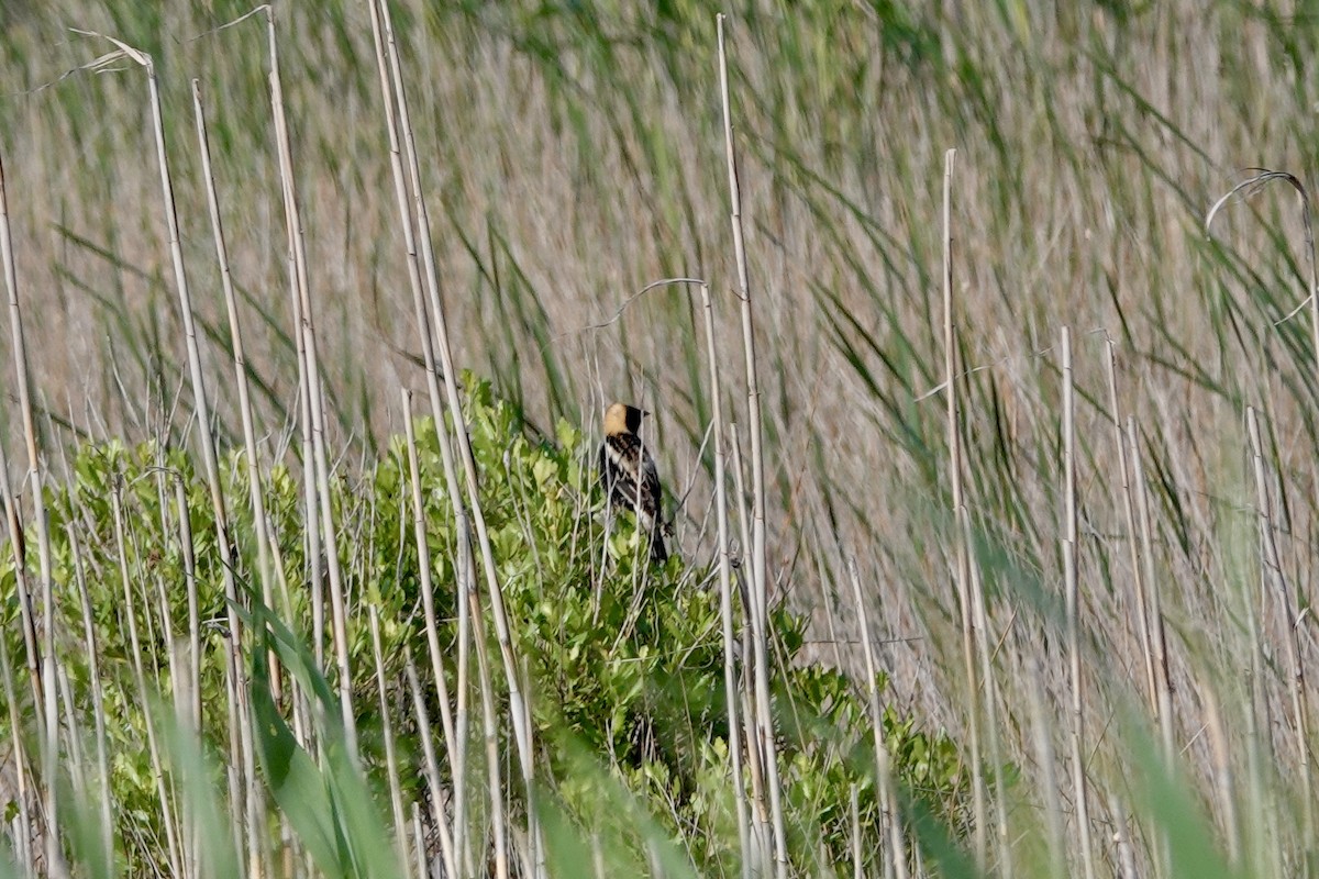 Bobolink - June McDaniels