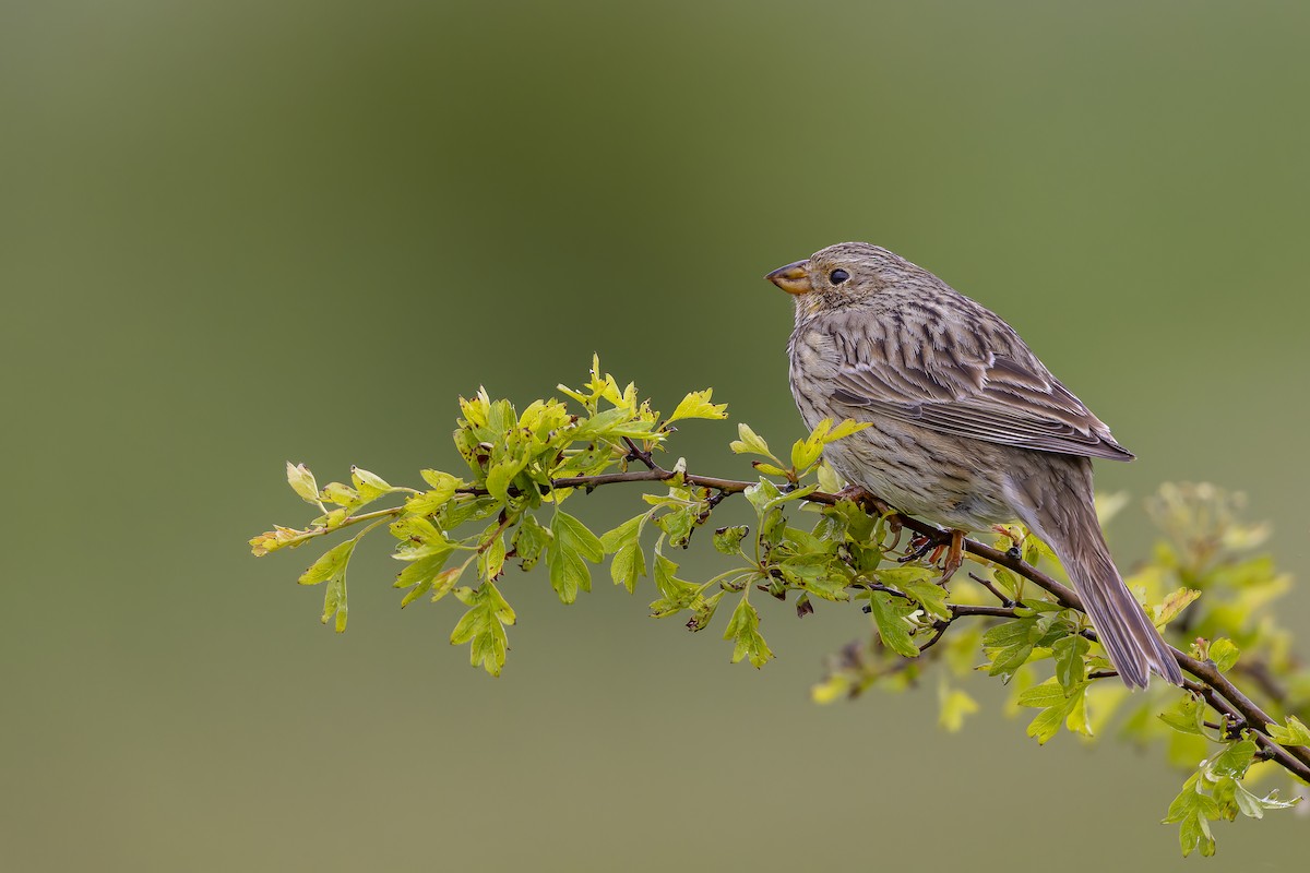 Corn Bunting - Jack Crowe