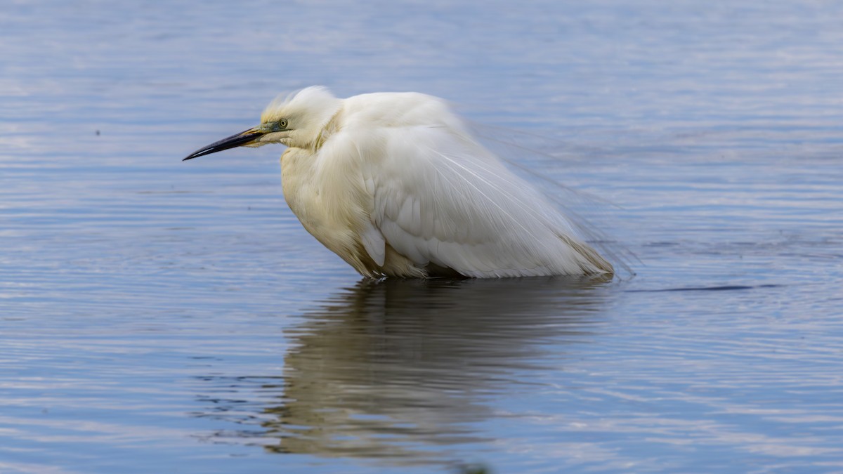 Little Egret - Yehiel Engel