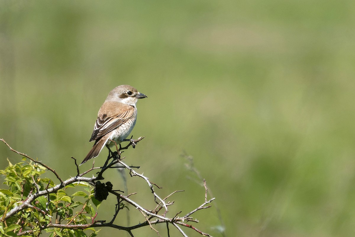 Red-backed Shrike - ML618806174