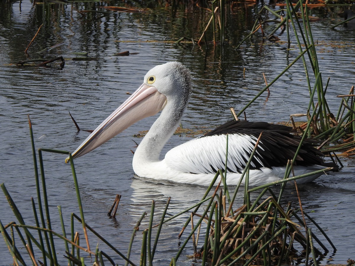 Australian Pelican - Kerry Vickers