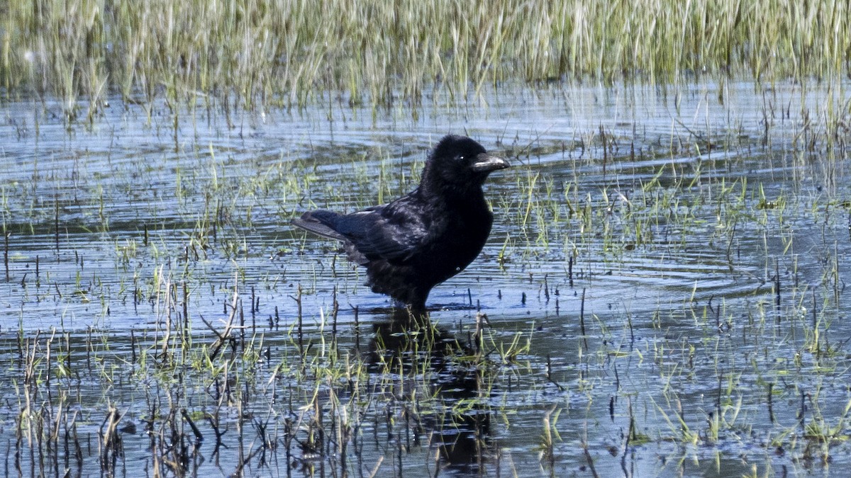 Carrion Crow - Yehiel Engel