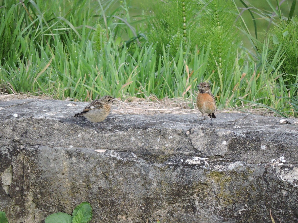 European Stonechat - Ricardo Barrela