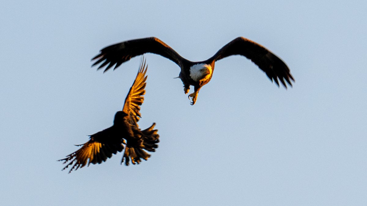 Bald Eagle - Dustin Wrolstad