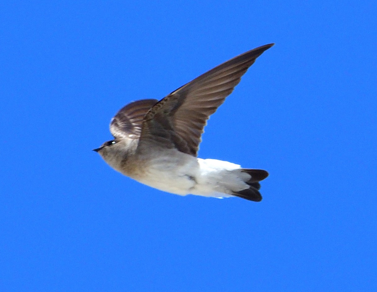 Northern Rough-winged Swallow - ML618806220