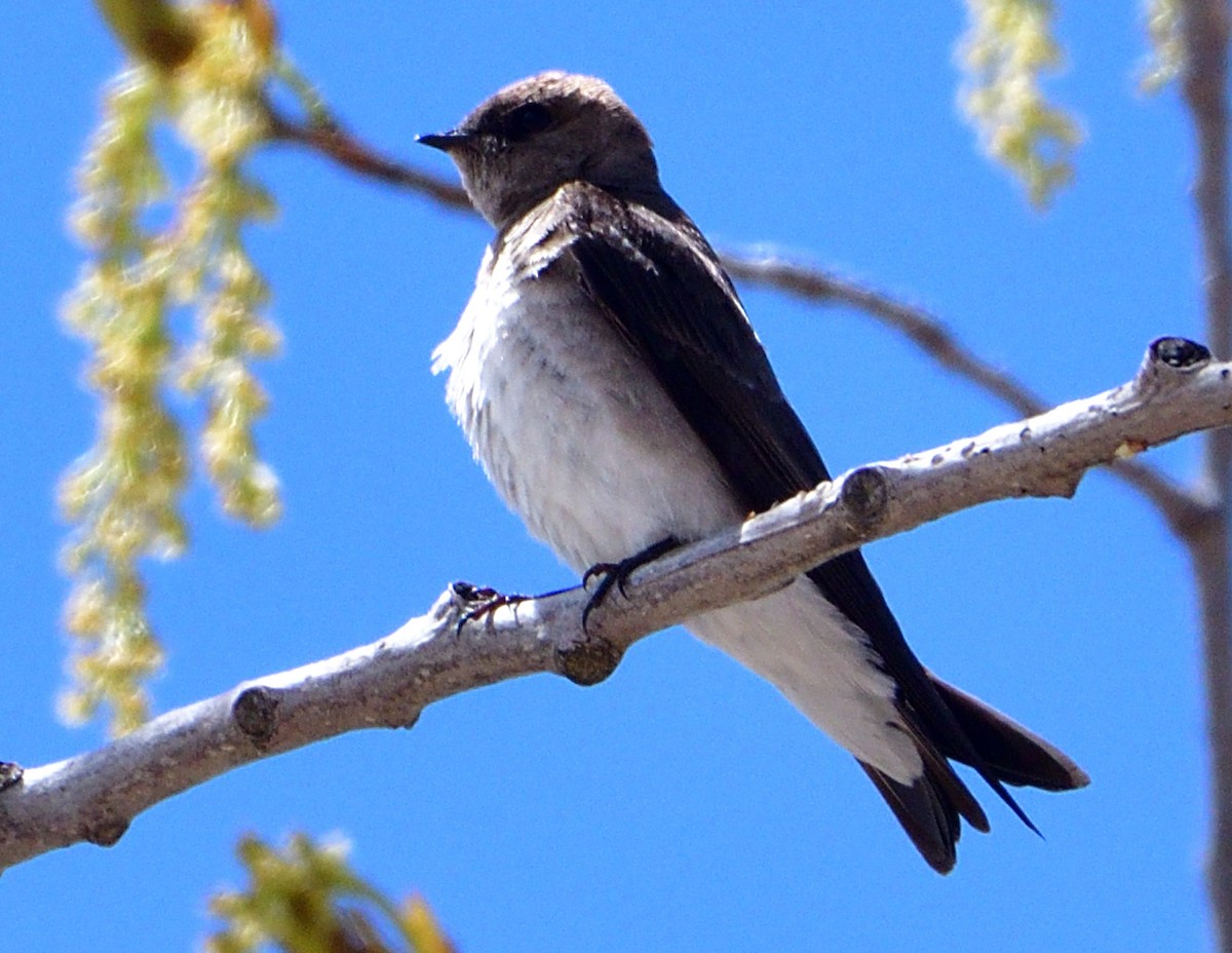 Northern Rough-winged Swallow - ML618806222
