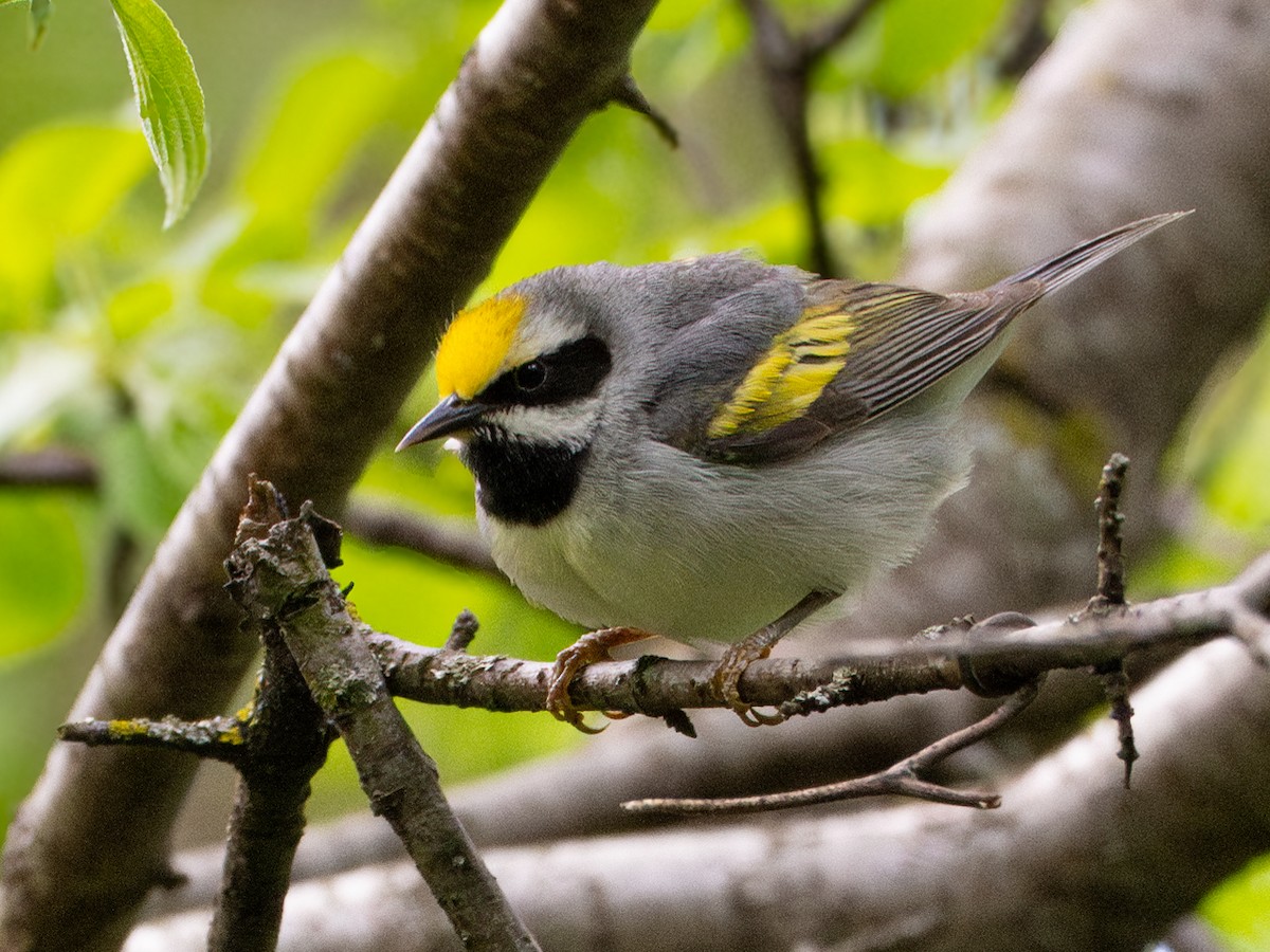 Golden-winged Warbler - Dustin Wrolstad