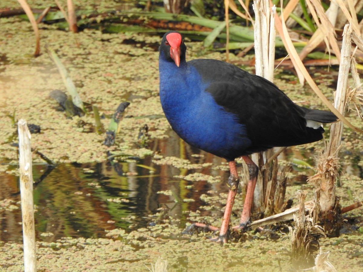 Australasian Swamphen - Kerry Vickers