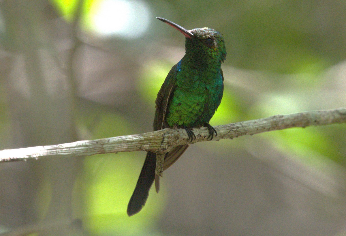 Cuban Emerald - Giuseppe Speranza