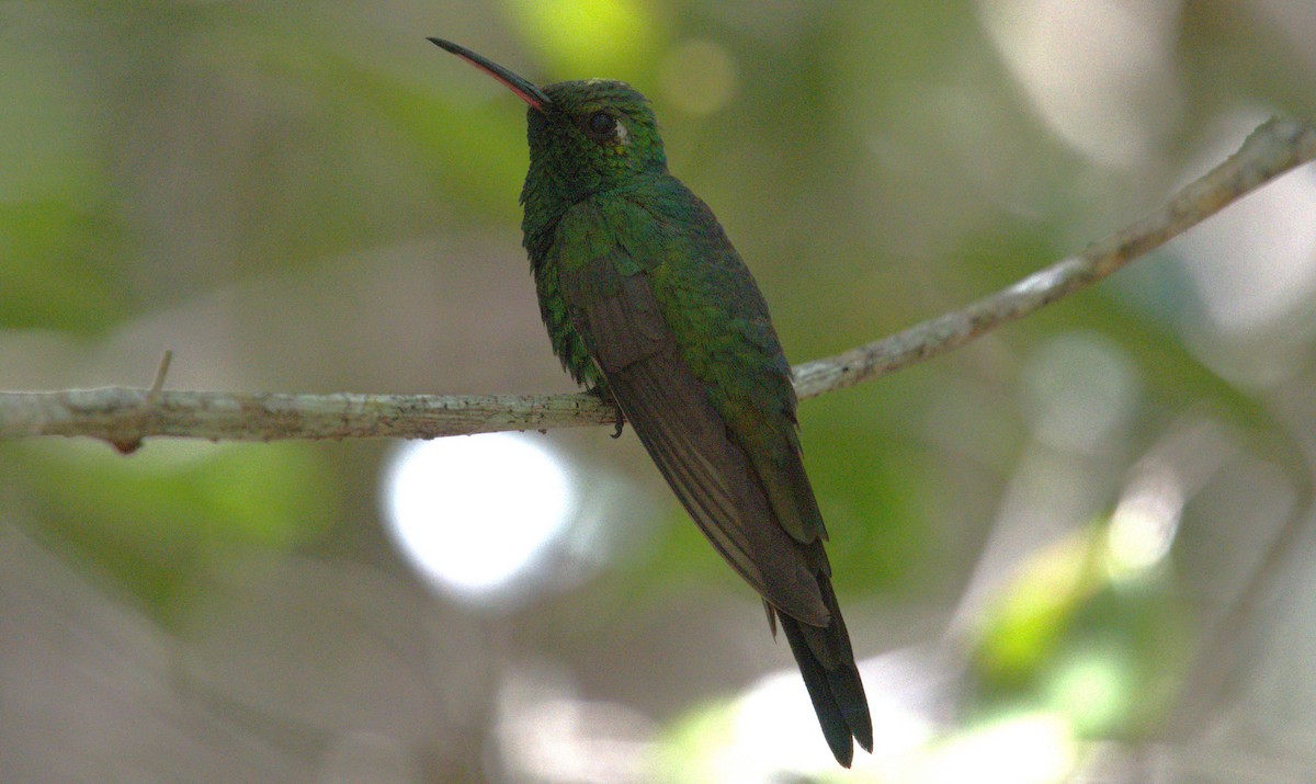 Cuban Emerald - Giuseppe Speranza