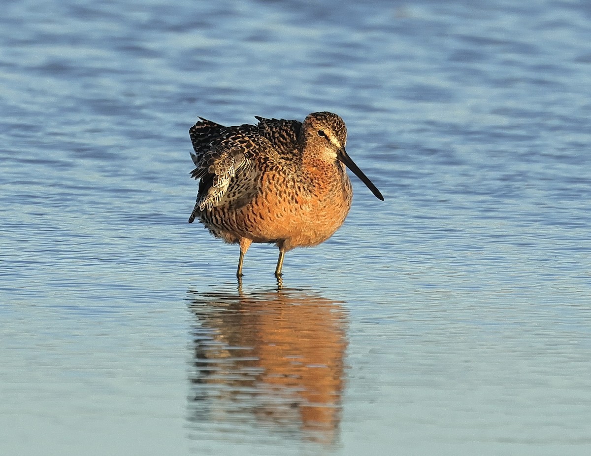 Long-billed Dowitcher - Albert Linkowski