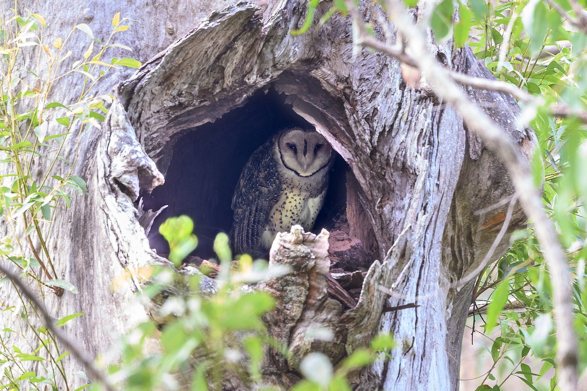 Australian Masked-Owl - David Southall