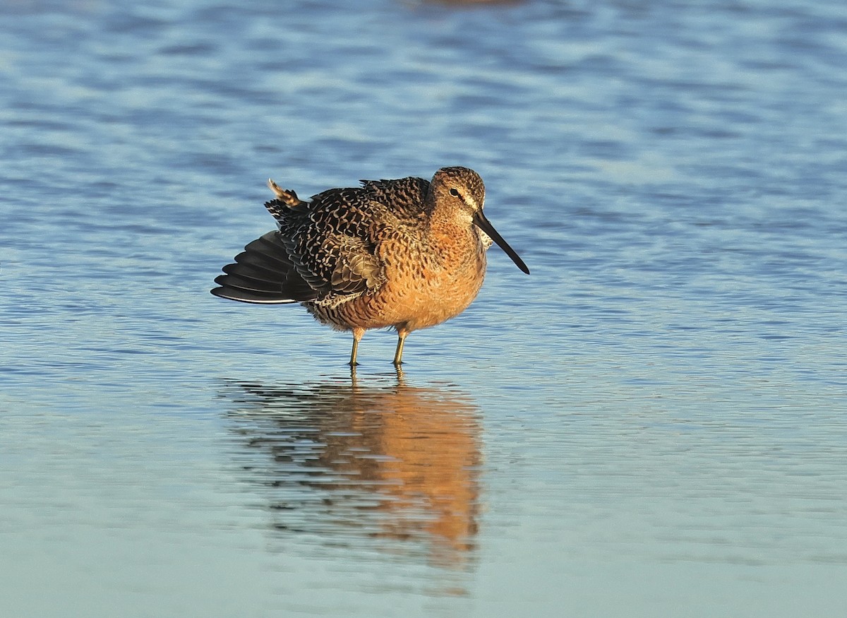 Long-billed Dowitcher - Albert Linkowski