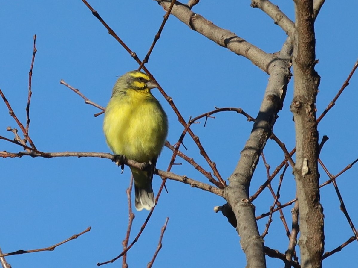 Yellow-fronted Canary - Paul Hoekman