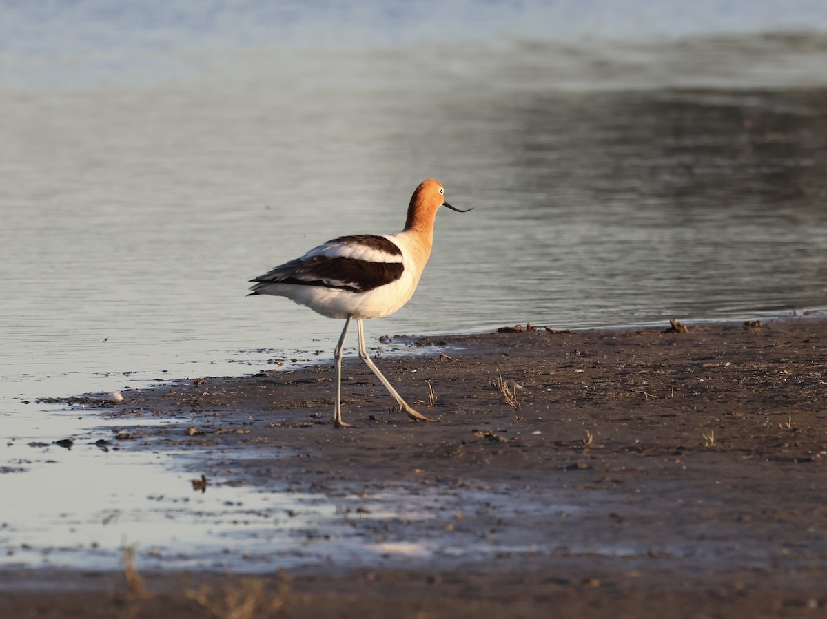 American Avocet - Albert Linkowski