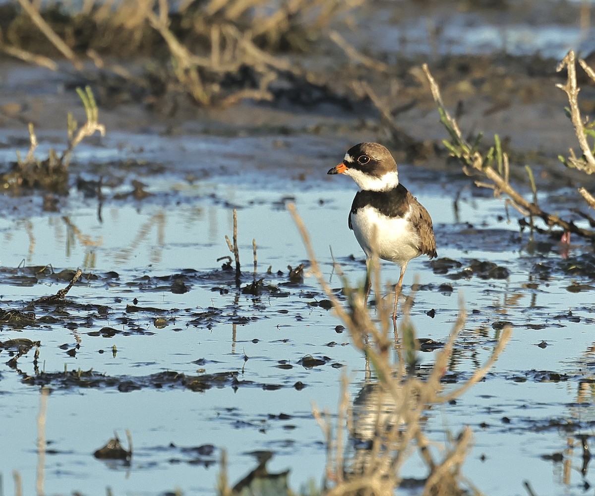 Semipalmated Plover - Albert Linkowski