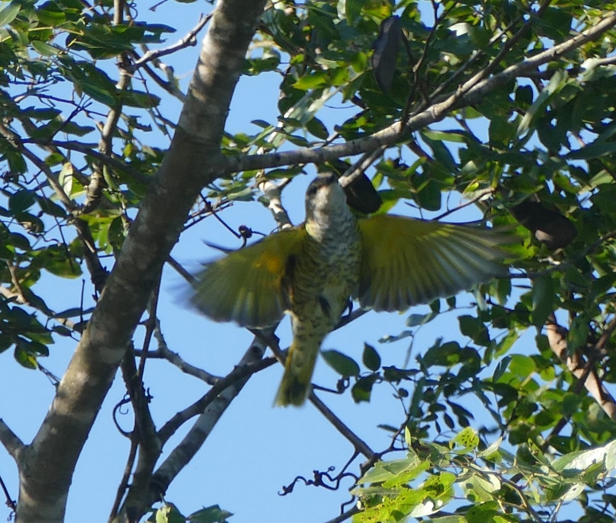 Black Cuckooshrike - ML618806291