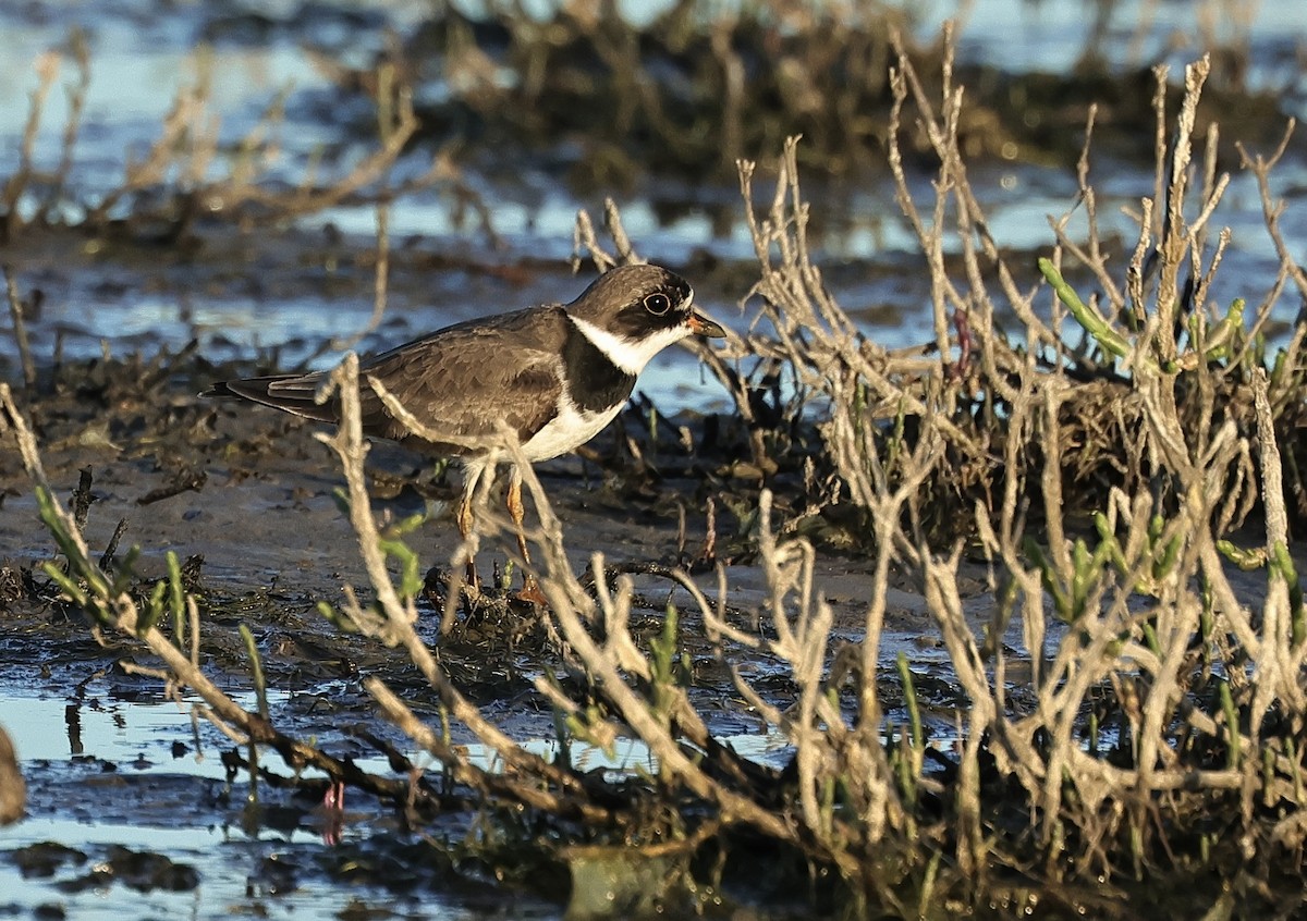 Semipalmated Plover - Albert Linkowski