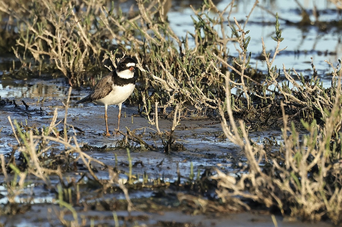 Semipalmated Plover - Albert Linkowski