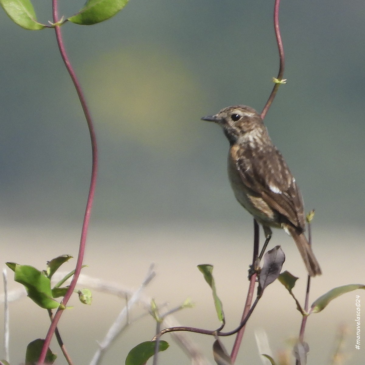 European Stonechat - Manuel Velasco Graña