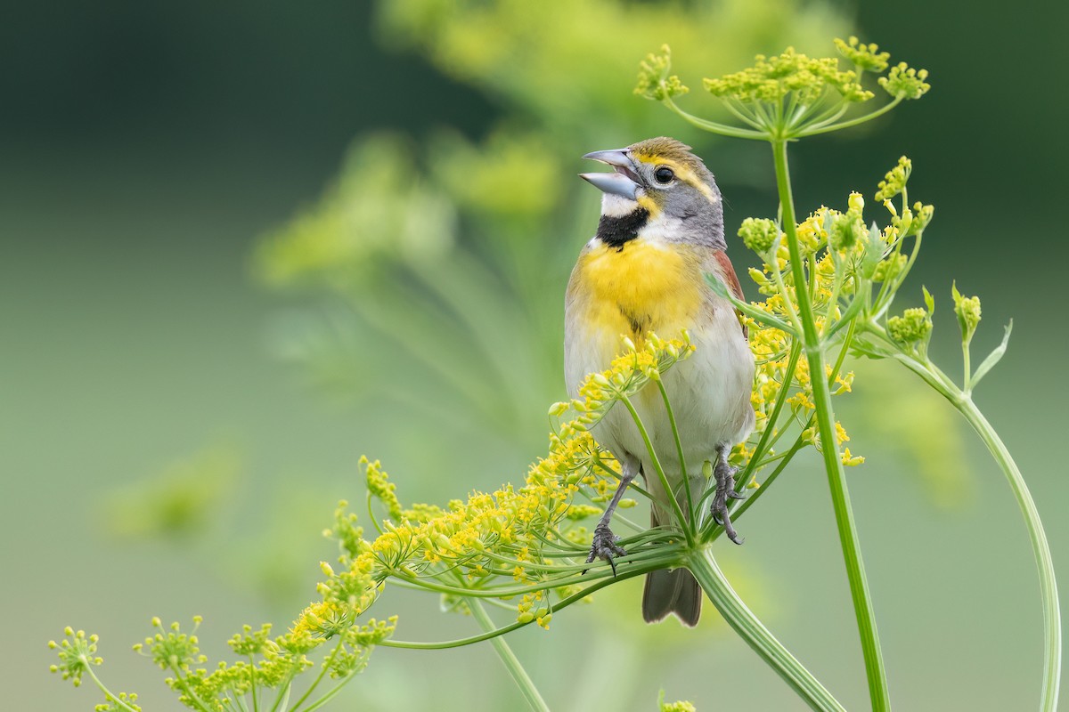 Dickcissel - ML618806304