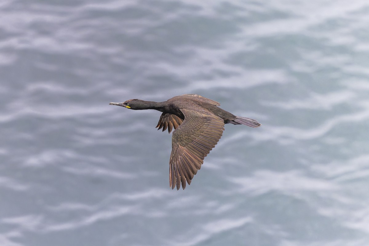 European Shag - Jack Crowe