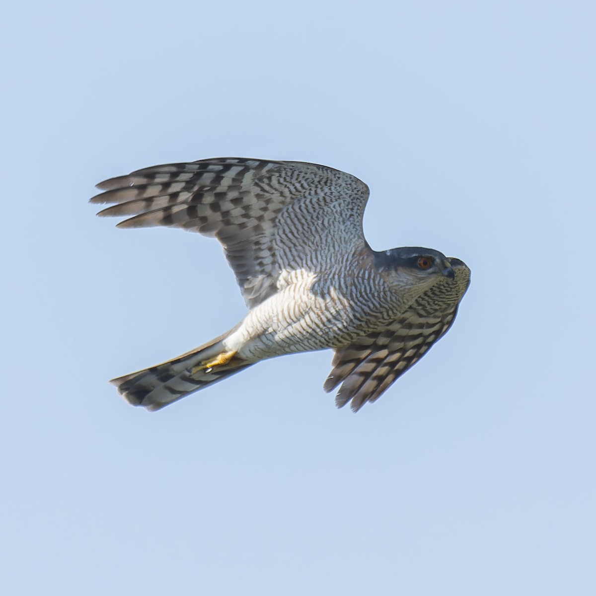 Eurasian Sparrowhawk - john Butters