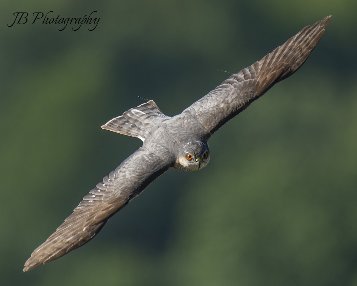 Eurasian Sparrowhawk - john Butters