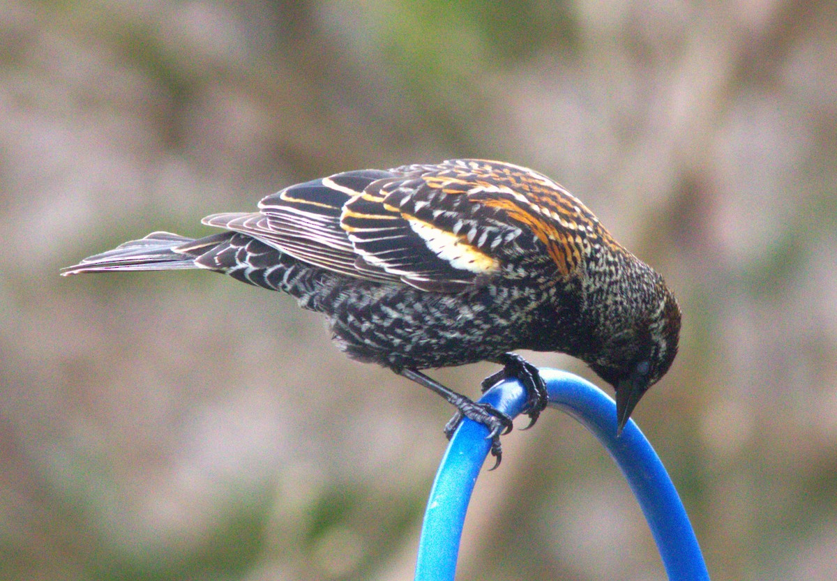 Red-winged Blackbird - ML618806339