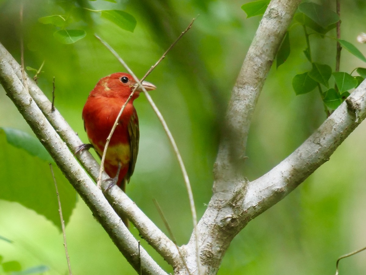 Summer Tanager - Gregory Hejnar