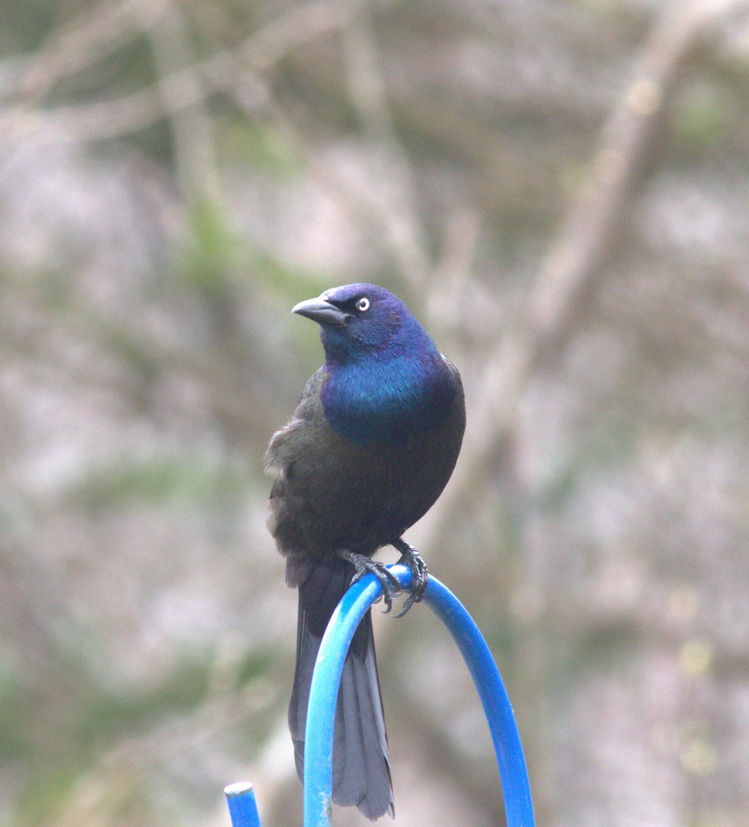 Common Grackle - ML618806342