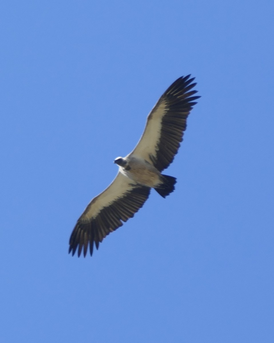 White-backed Vulture - ML618806344