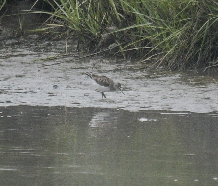 Lesser Yellowlegs - Margaret Poethig