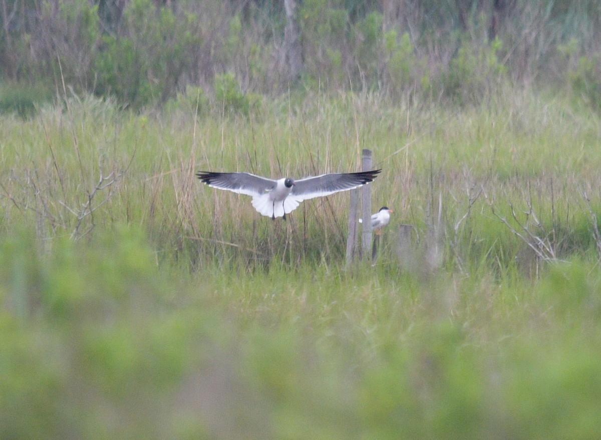 Laughing Gull - Margaret Poethig