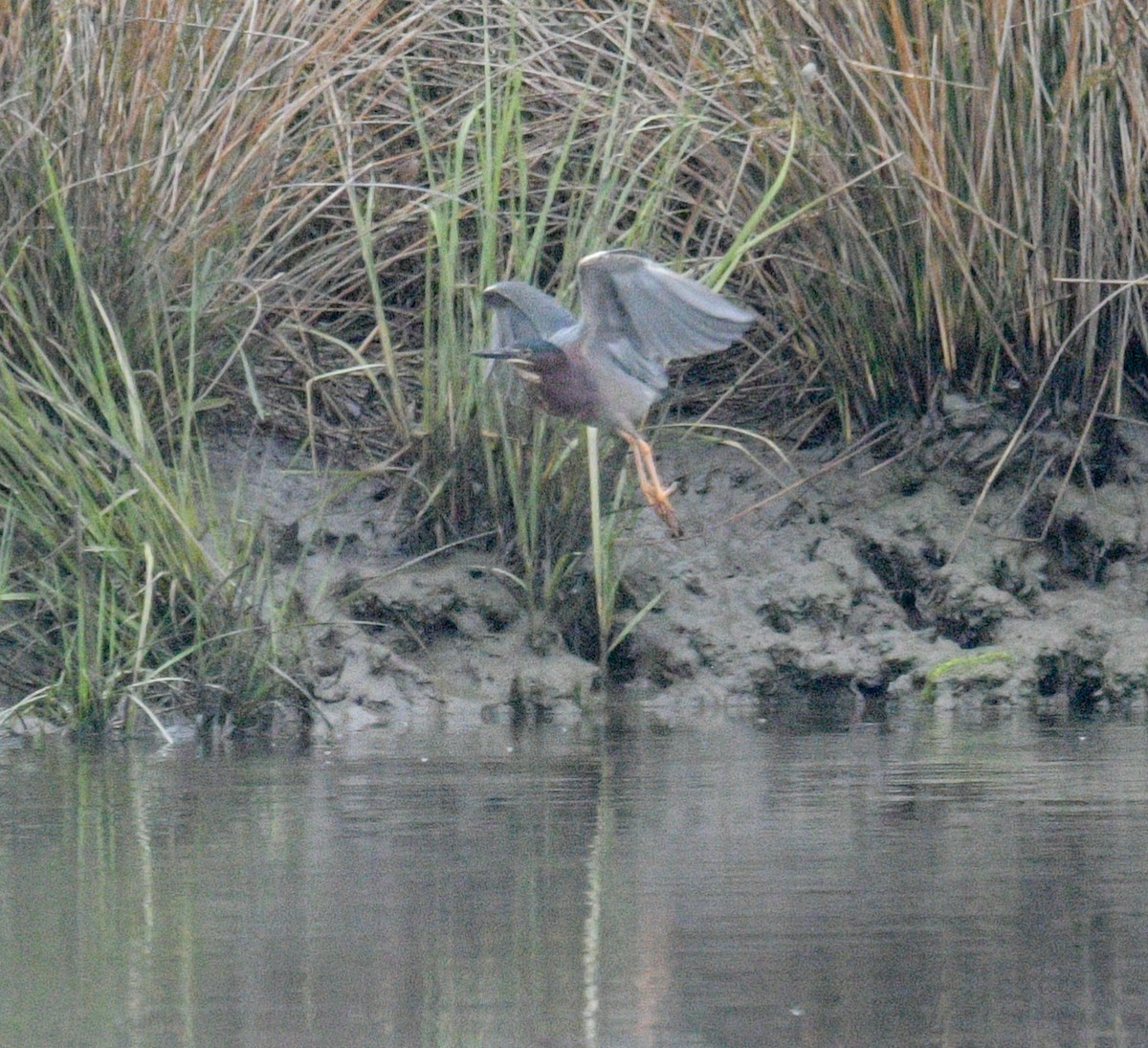 Green Heron - Margaret Poethig