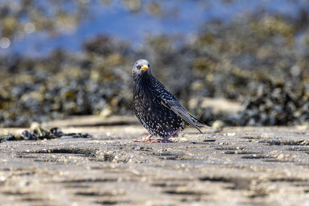 European Starling - Jack Crowe